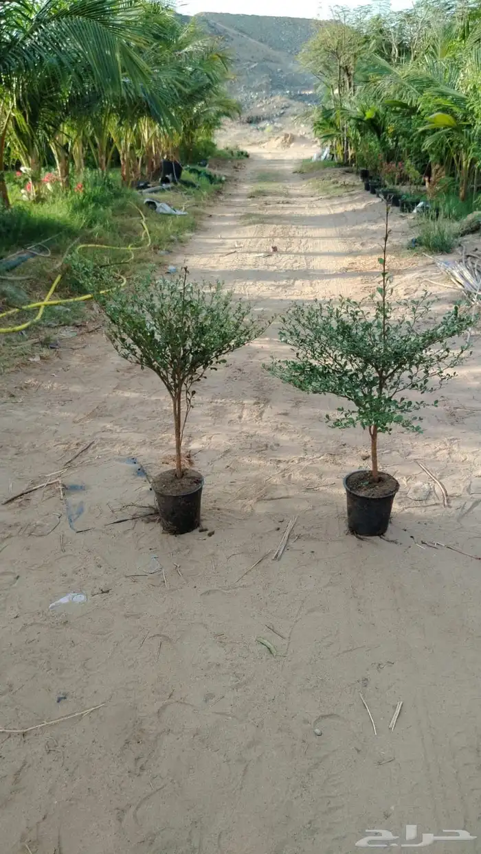 مشتل لبيع الاشجار والنباتات بالجملة 1