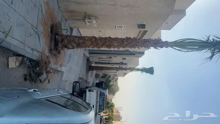 نخل للبيع واشنطني زينه 7