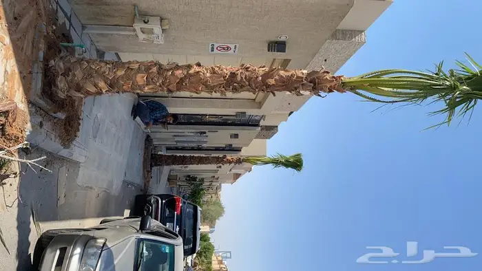 نخل للبيع واشنطني زينه 9