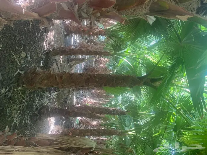 نخل للبيع واشنطني زينه 11