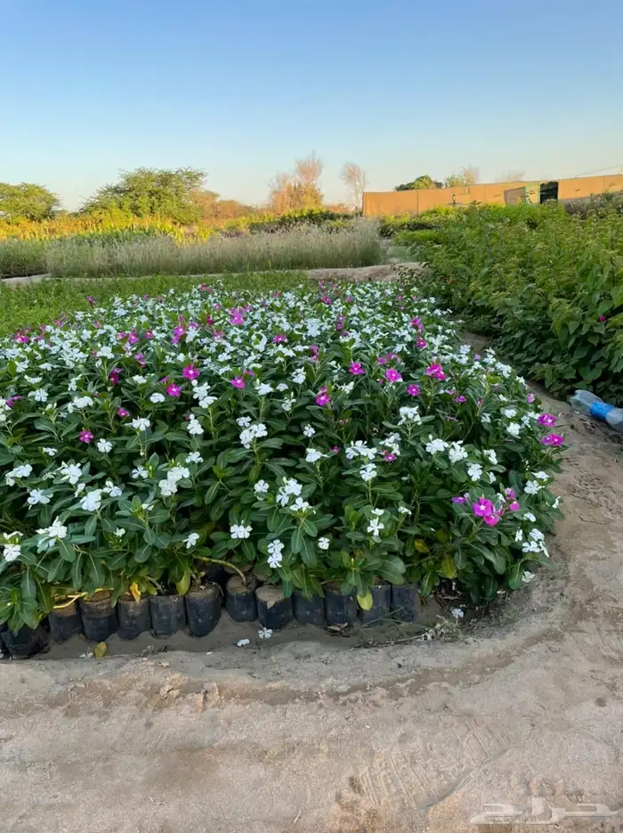 مشتل لبيع الاشجار والنباتات بالجملة 3