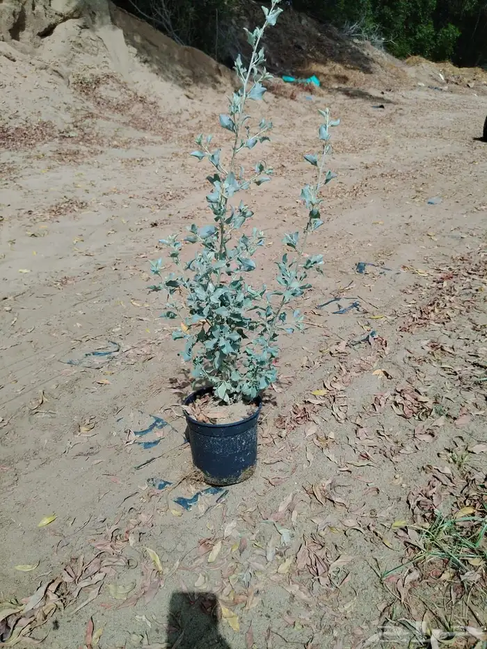 مشتل لبيع الاشجار والنباتات بالجملة 19