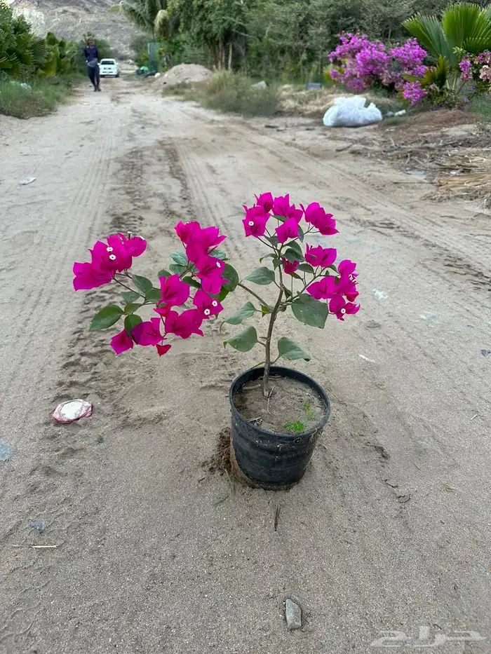 مشتل لبيع الاشجار والنباتات بالجملة 18