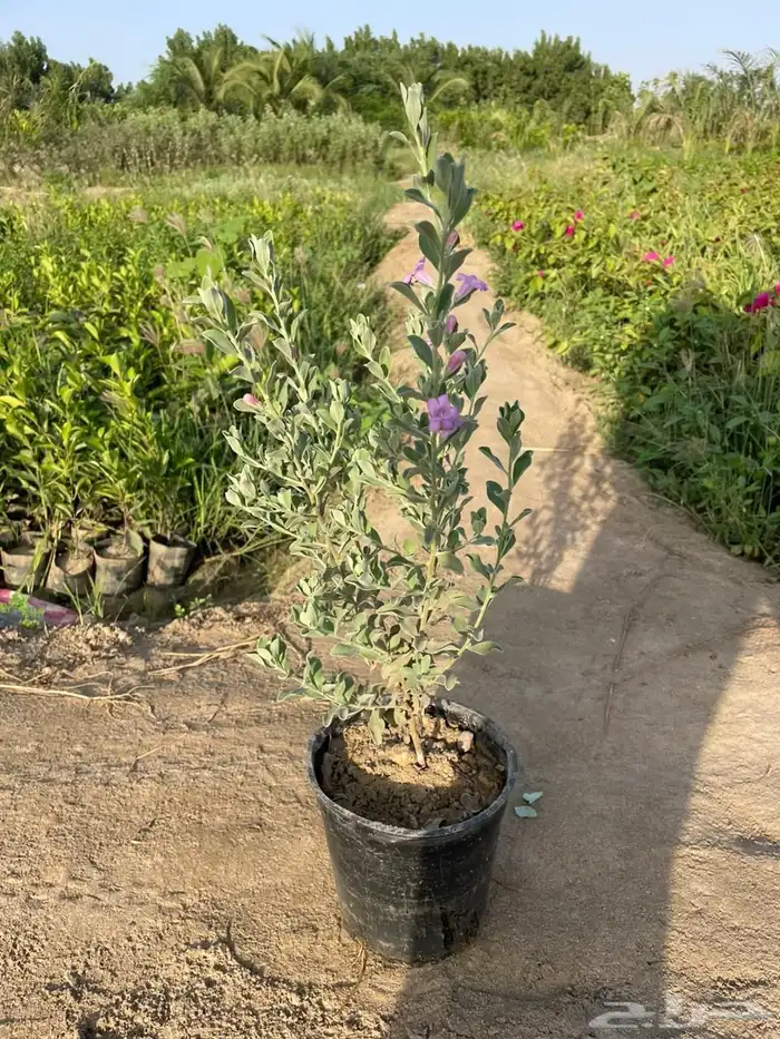 مشتل لبيع الاشجار والنباتات بالجملة 7