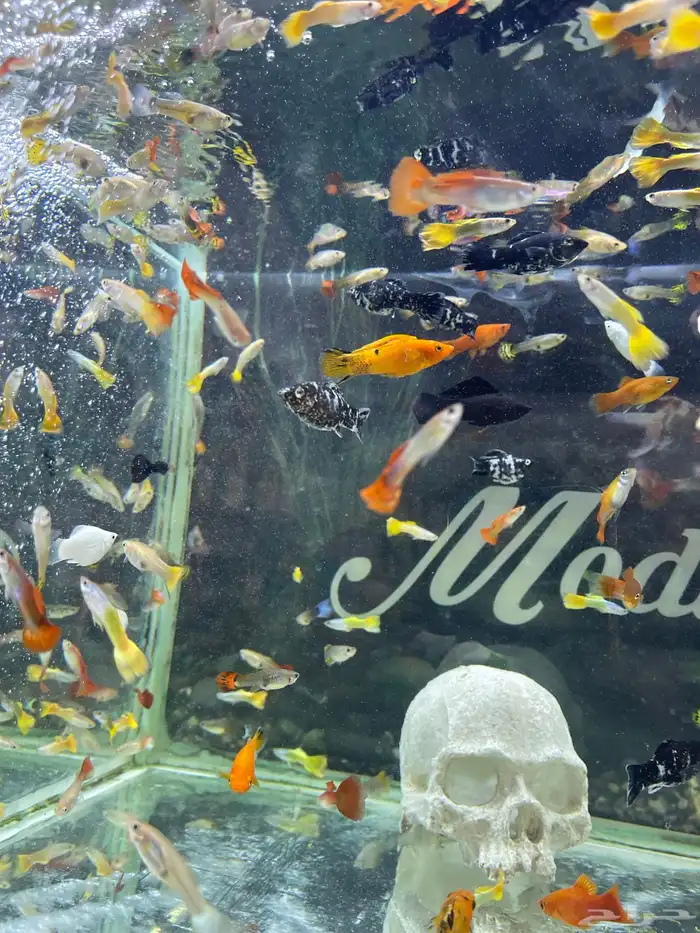 اسماك زينة 6