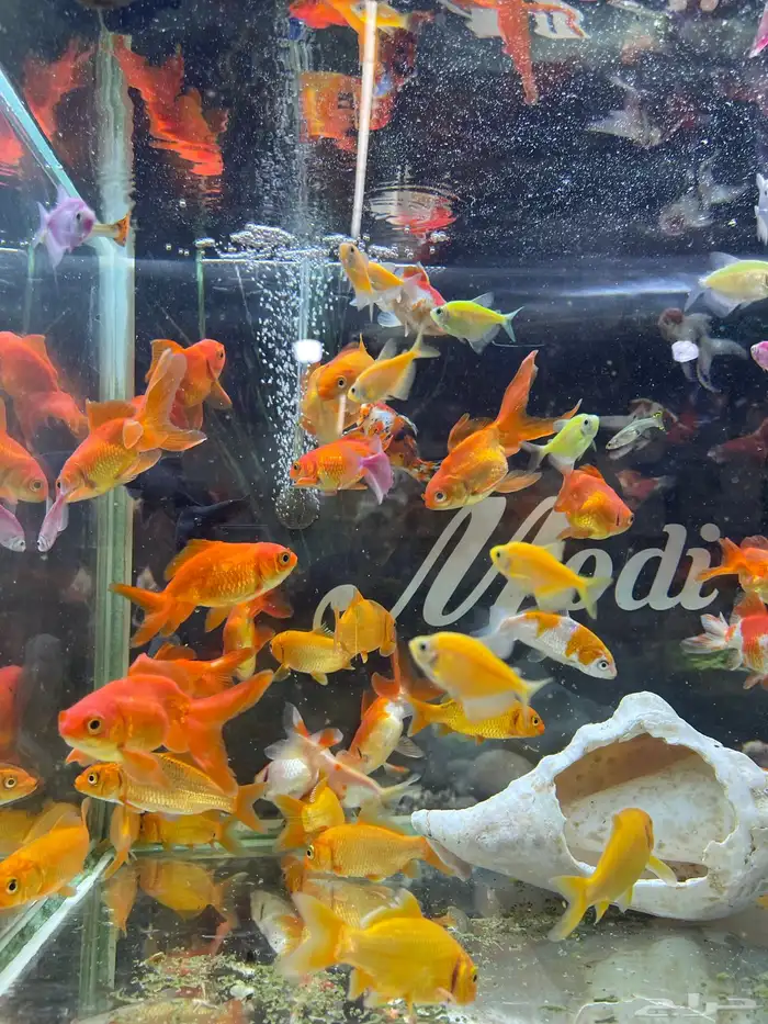 اسماك زينة 1