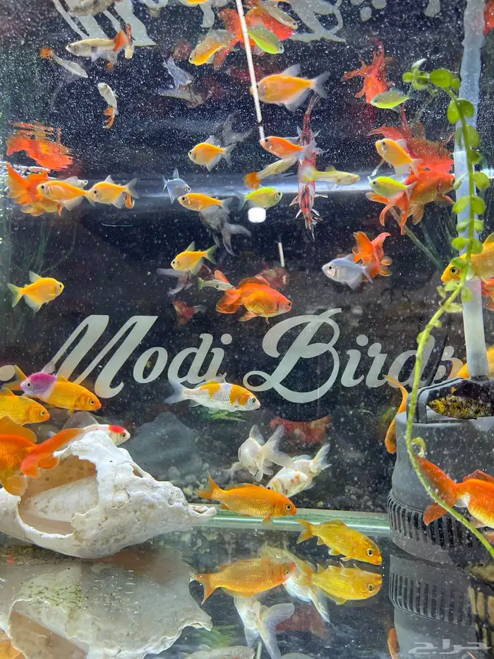 اسماك زينة 16