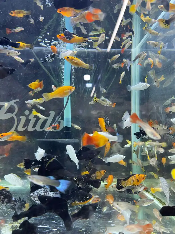 اسماك زينة 5