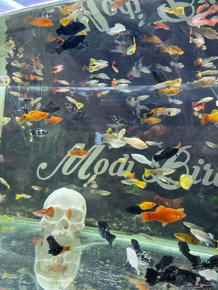 اسماك زينة 10