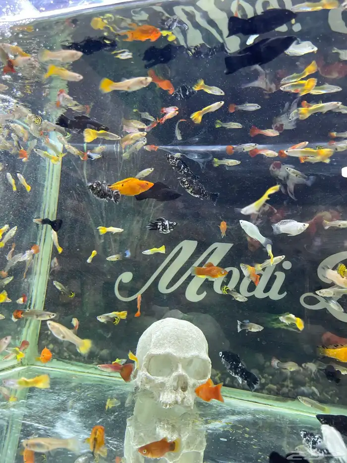 اسماك زينة 9