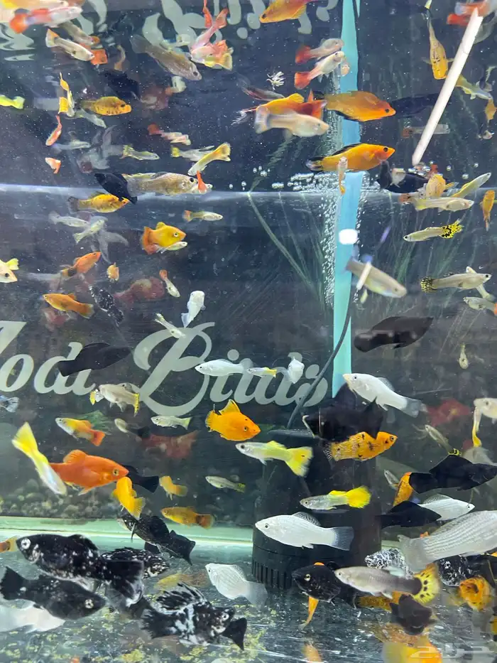 اسماك زينة 11