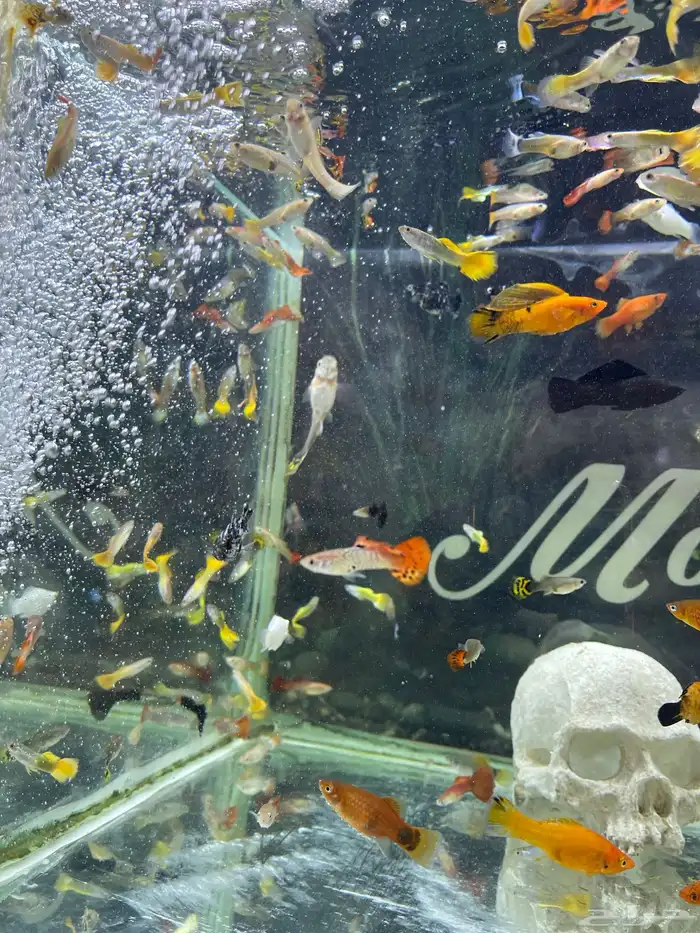 اسماك زينة 8