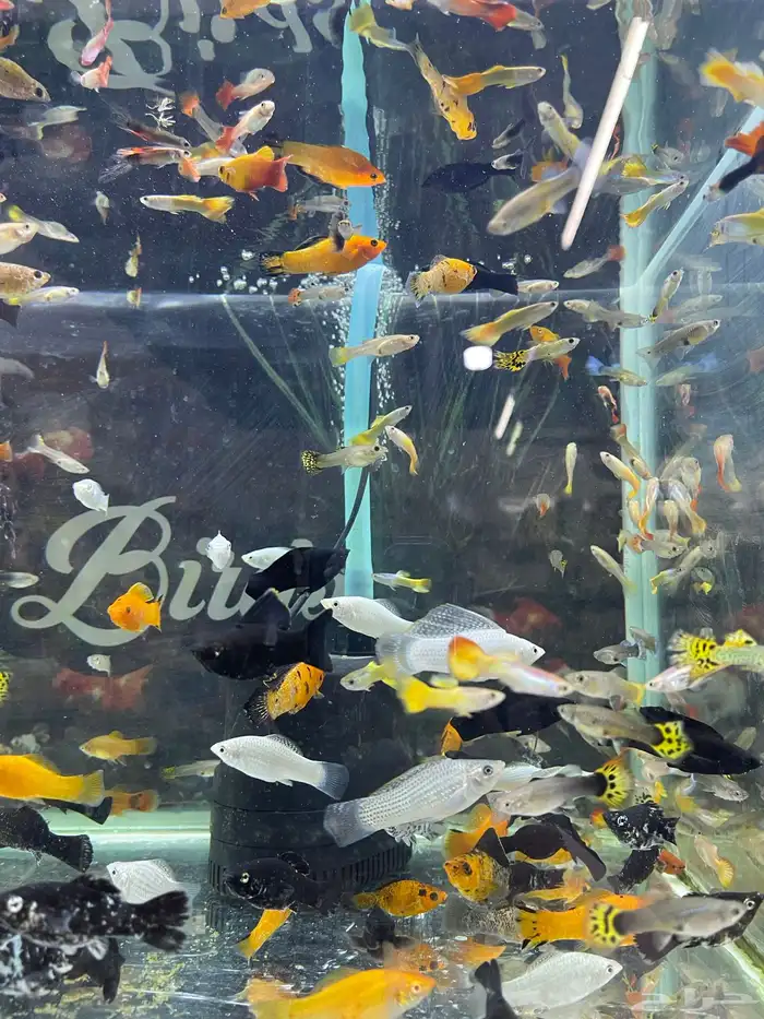 اسماك زينة 14