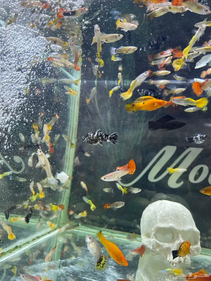 اسماك زينة 7