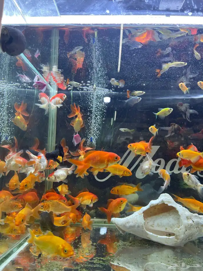 اسماك زينة 18