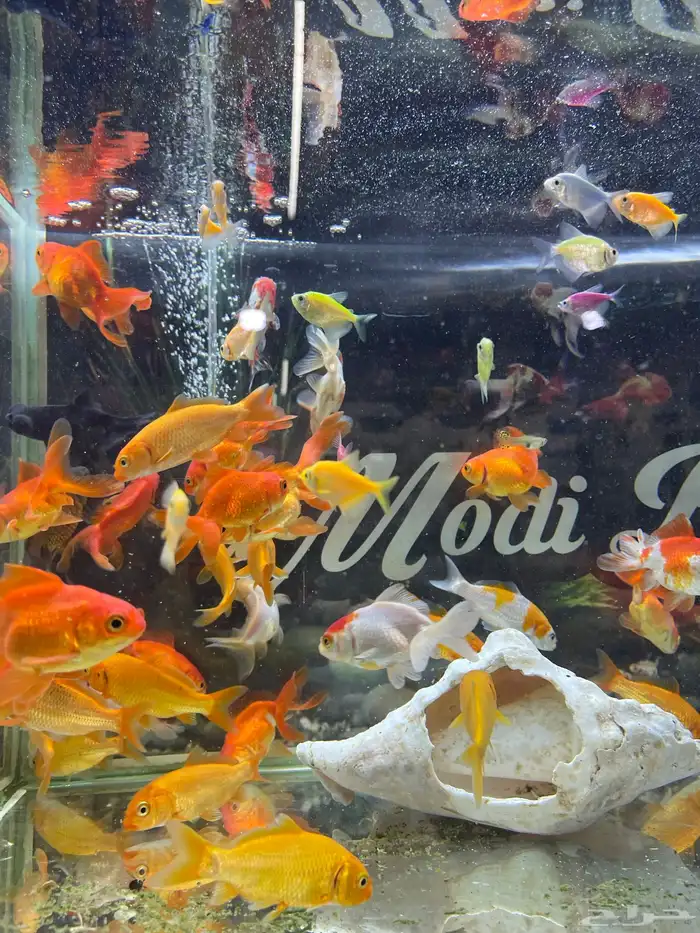 اسماك زينة 2