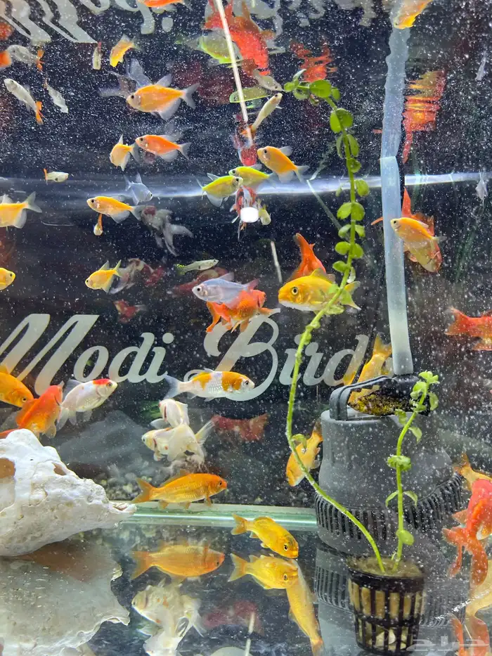 اسماك زينة 15