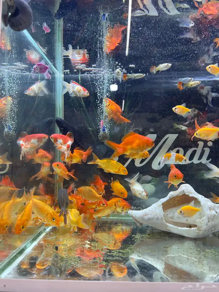 اسماك زينة 17