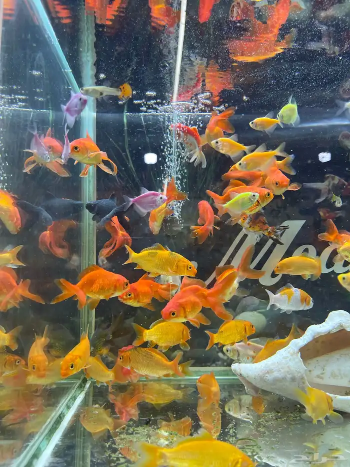 اسماك زينة 0