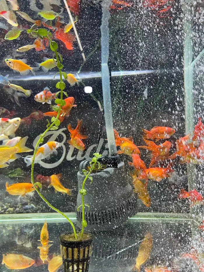 اسماك زينة 12