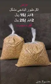بادجي كناري كروان كوكتيل كاسكو حمام دجاج طيور الحب 1