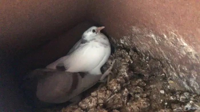 فراخة حمام بلدي وزاجل وفرنسي 9
