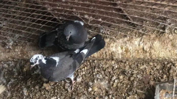 فراخة حمام بلدي وزاجل وفرنسي 7