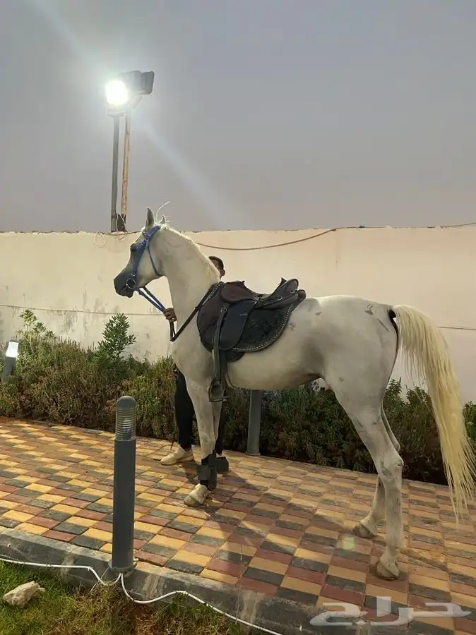 خيل ركوب بالساعه وتدريب 3