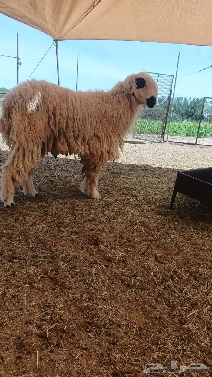 فحول الموندرا والكجلا النادرة 3