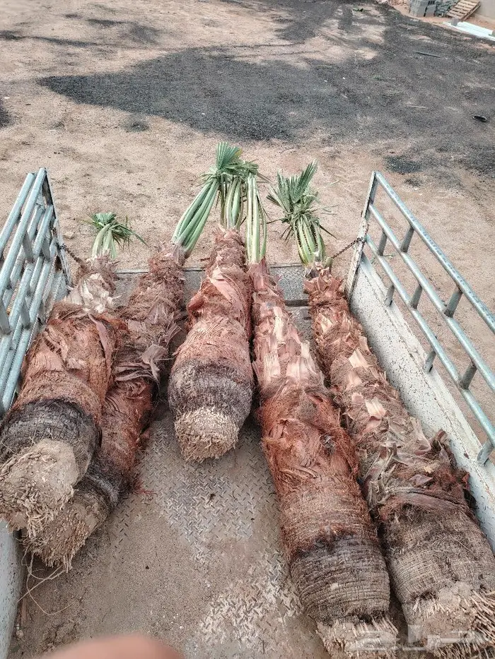 نخل زينه واشنطني للبيع في أبها و خميس مشيط 4