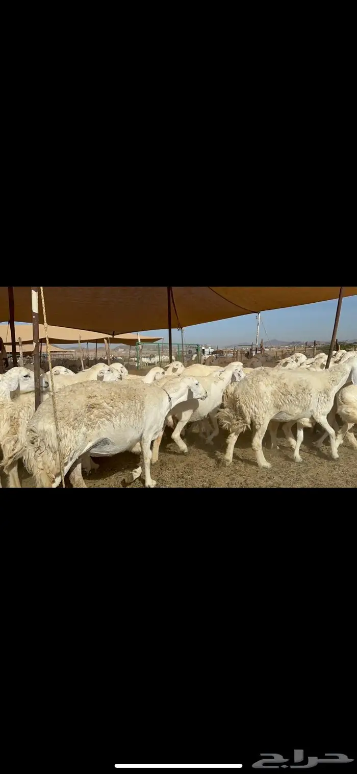 غنم حرش بواخر 1