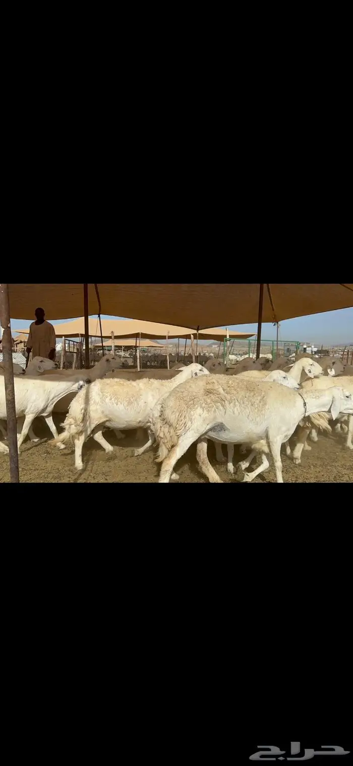 غنم حرش بواخر 3