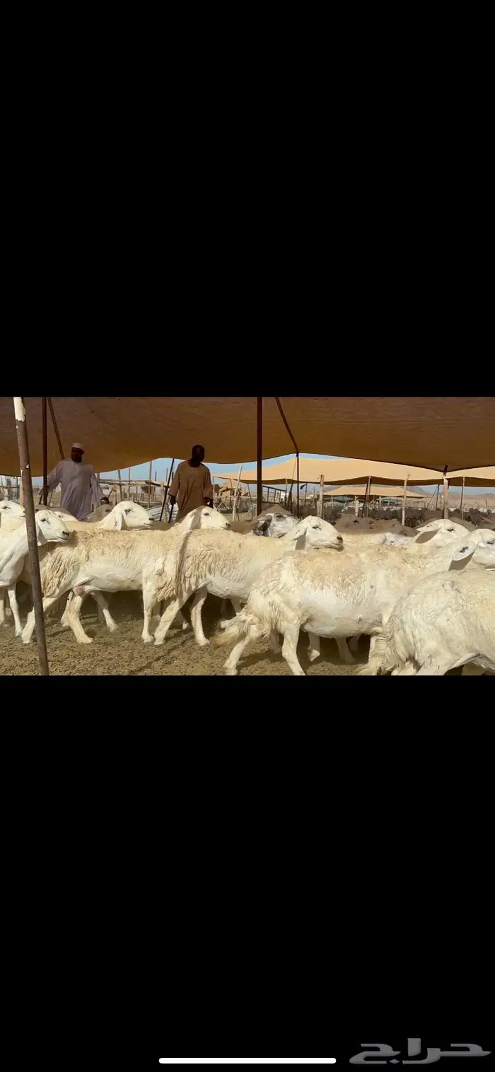 غنم حرش بواخر 5
