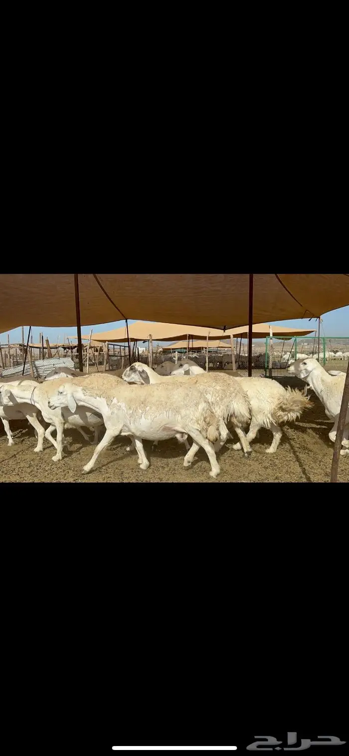 غنم حرش بواخر 6