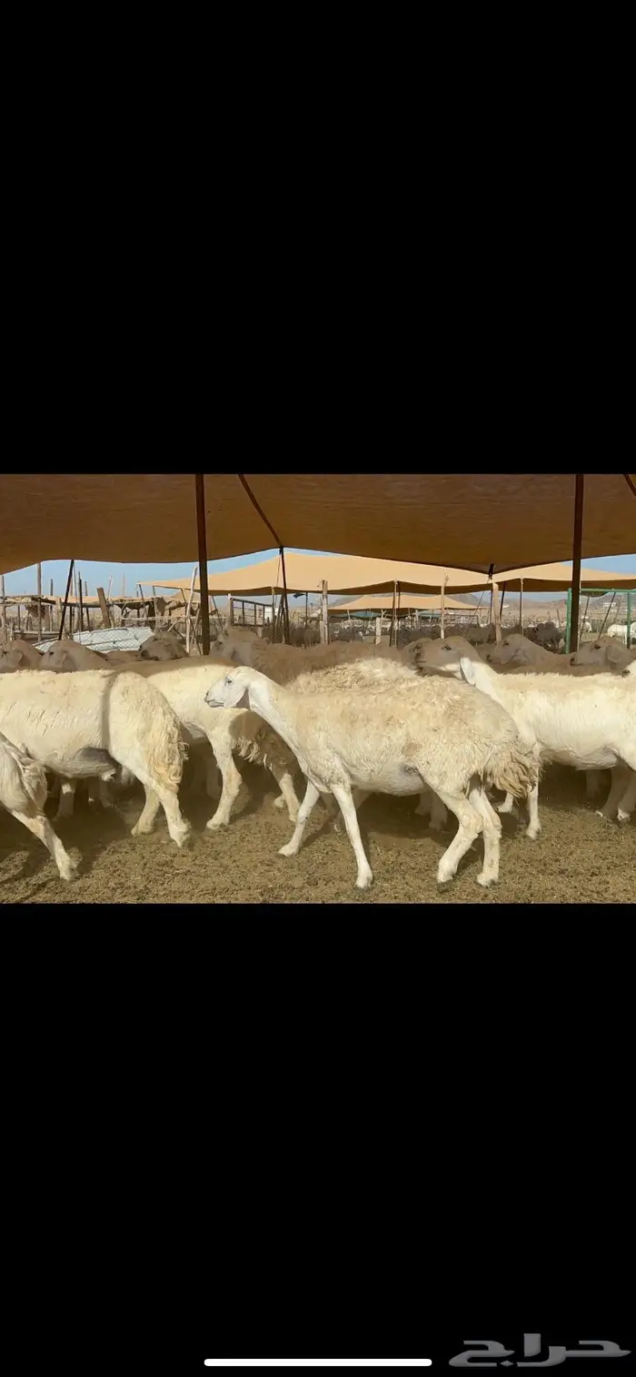 غنم حرش بواخر 8