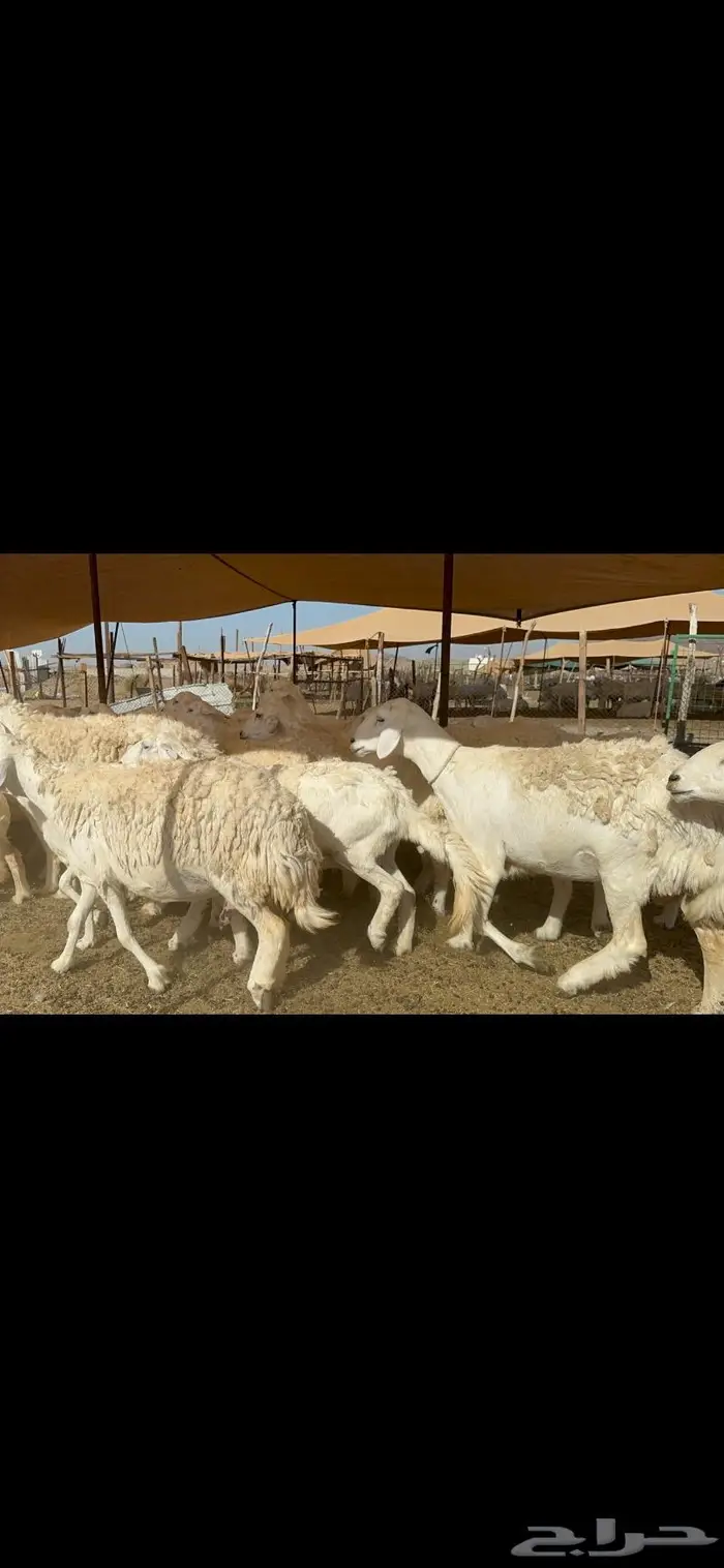 غنم حرش بواخر 7