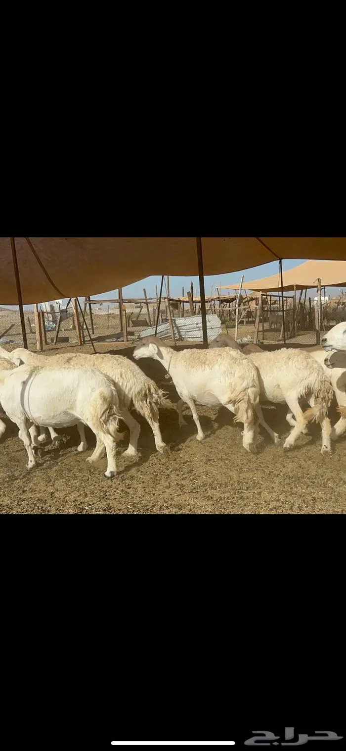 غنم حرش بواخر 9