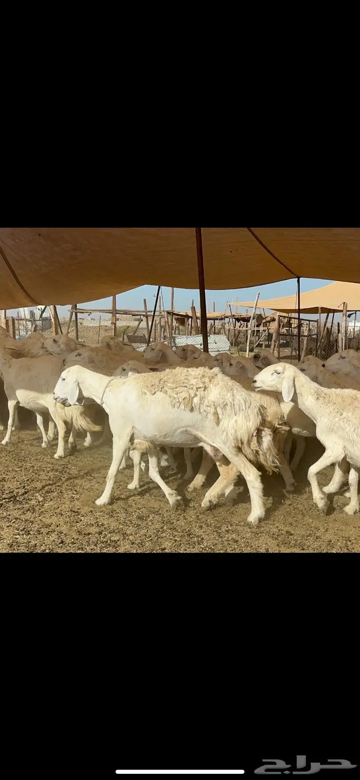 غنم حرش بواخر 10
