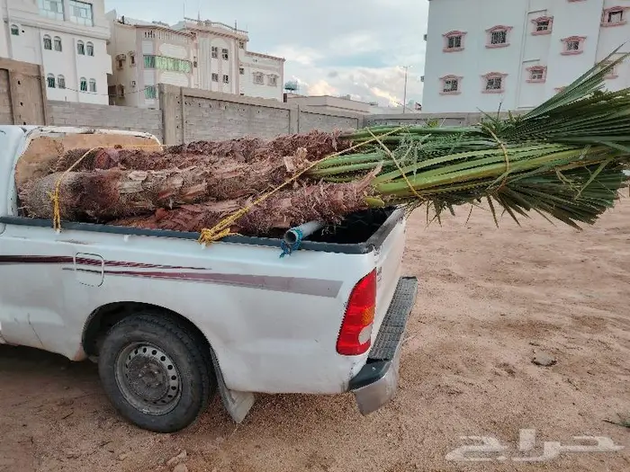 نخل زينه واشنطني للبيع في أبها و خميس مشيط 1