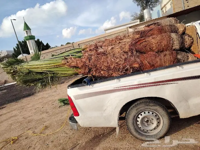 نخل زينه واشنطني للبيع في أبها و خميس مشيط 3