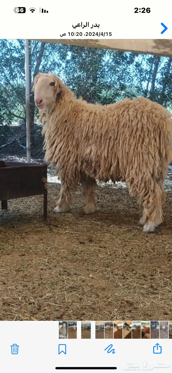 فحول الموندرا والكجلا النادرة 1