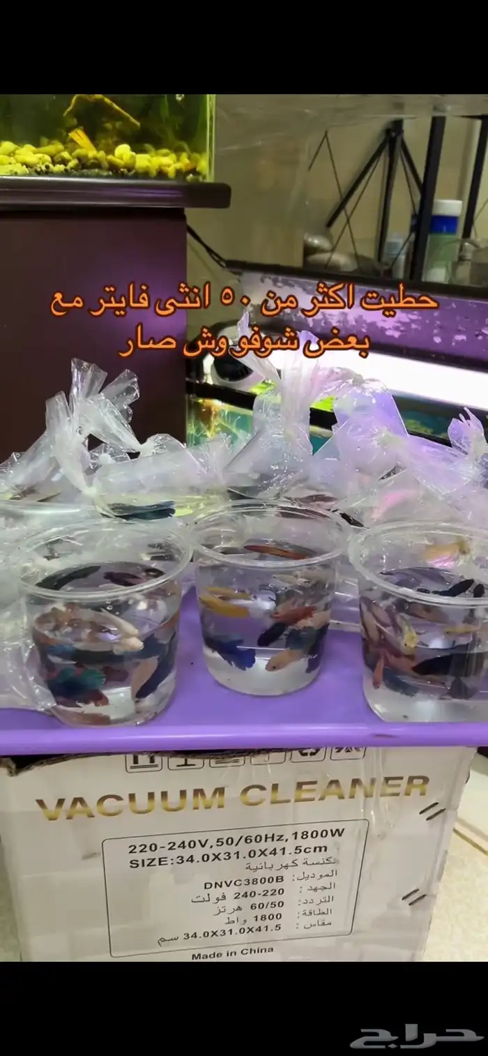 انثى فايتر 0