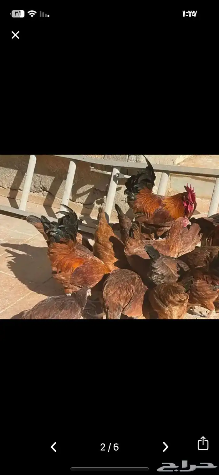 بيض دجاج فرنسي احمر بيور مخصب 3