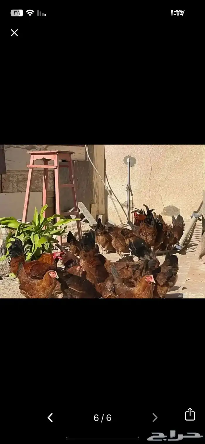 بيض دجاج فرنسي احمر بيور مخصب 1