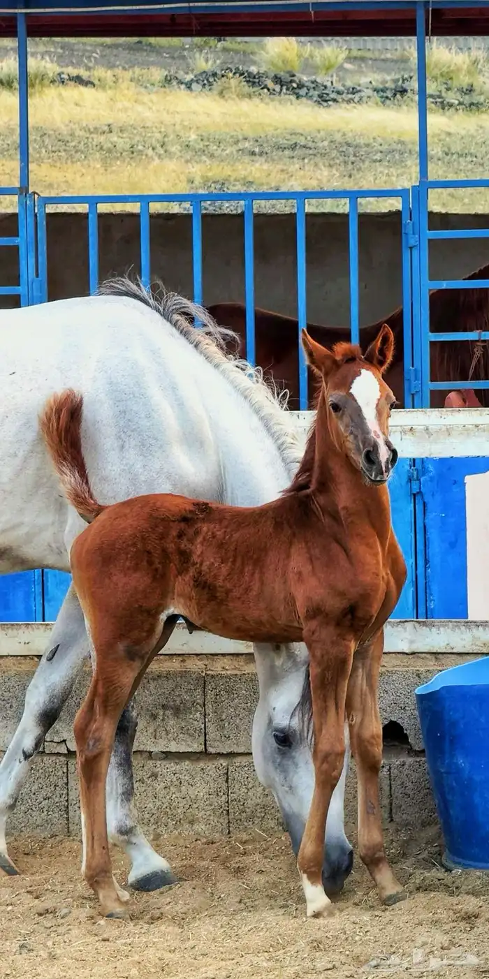 غرف خيل للايجار مربط الزايدية 13