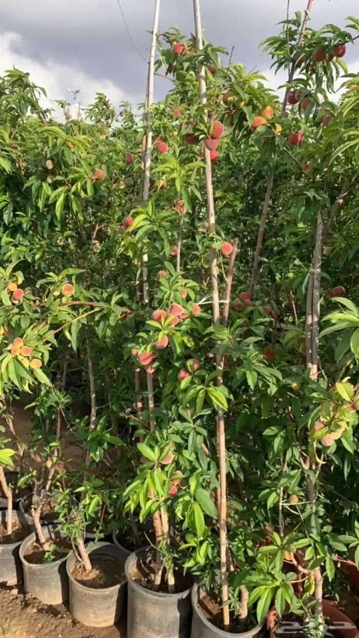 شتلات فركس 8