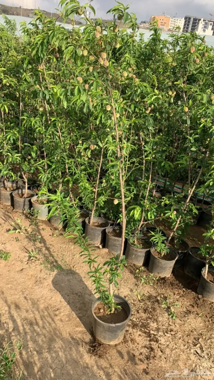 شتلات فركس 5