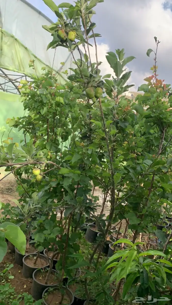 شتلات فركس 3