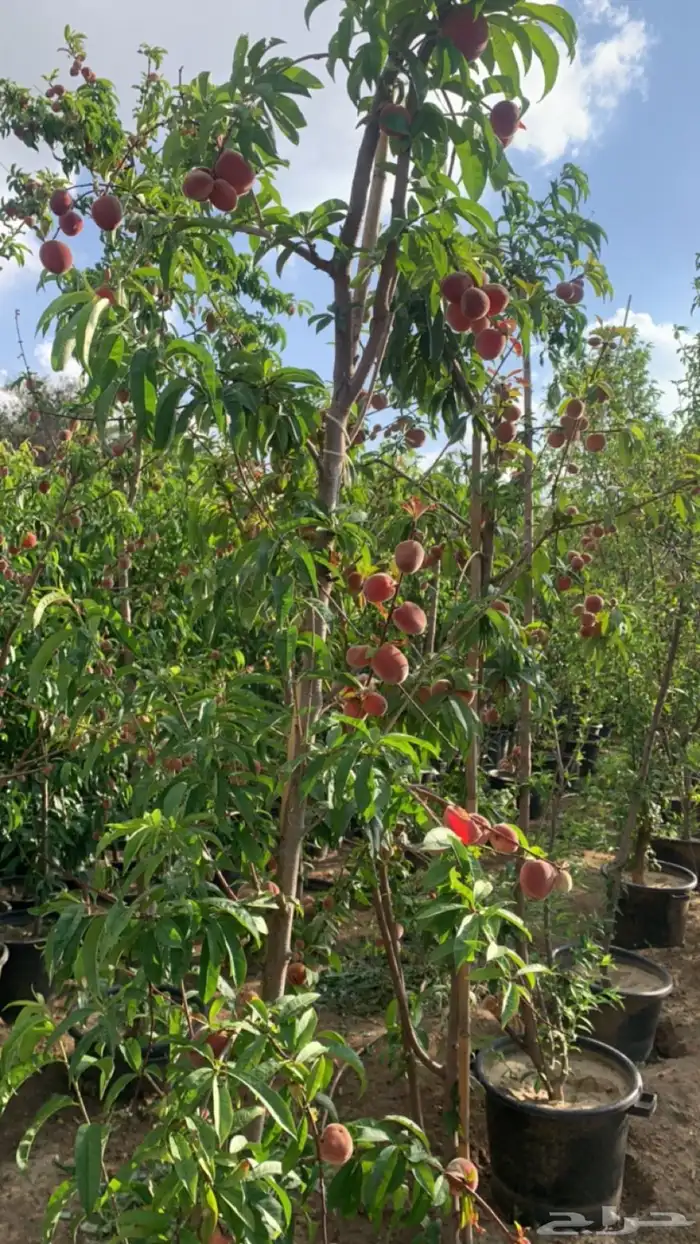 شتلات فركس 9