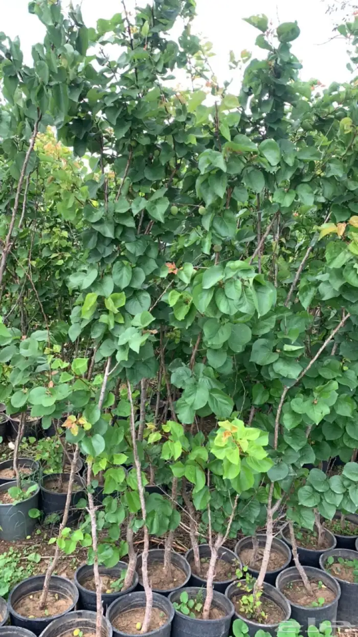 شتلات فركس 4